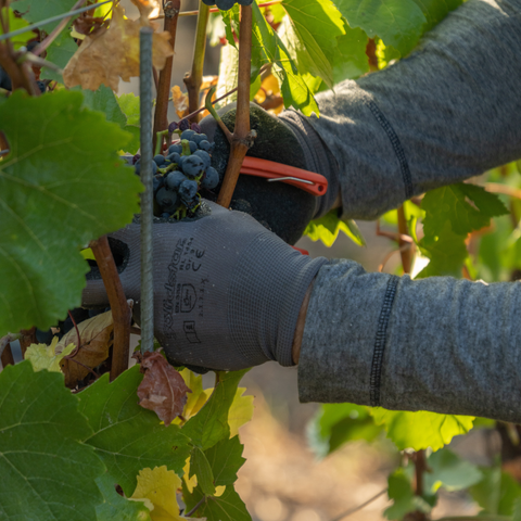 Hoe snoei ik een fruitboom?