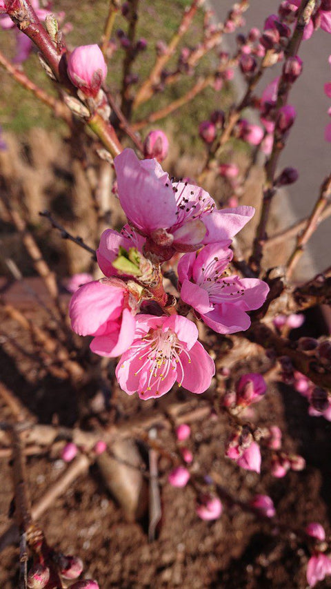 Prunus – Alle informatie over de Prunus