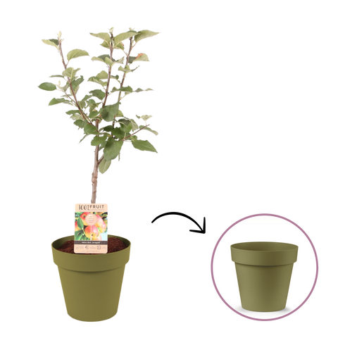 Cleo terraspot 30cm olijf