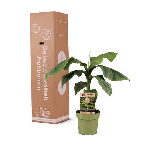 Bananenplanten set - 4 stuks