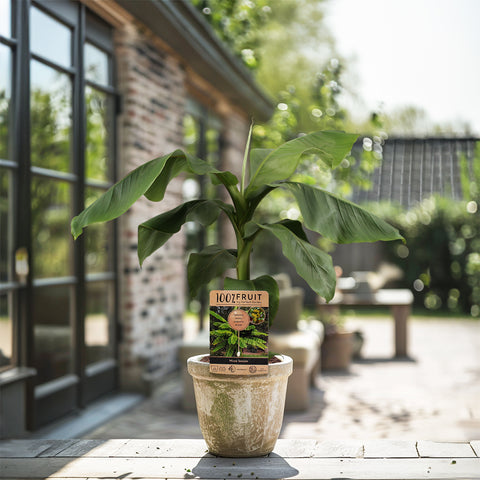 Bananenplanten set - 4 stuks