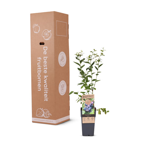 Blauwe bessenplant, Vaccinium corymbosum ‘Jersey’