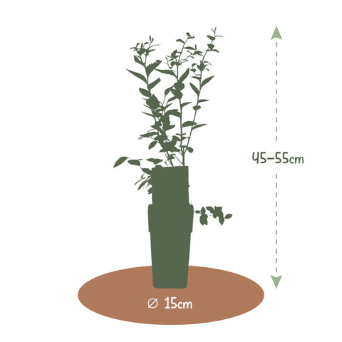 Blauwe bessenplant, Vaccinium corymbosum ‘Jersey’