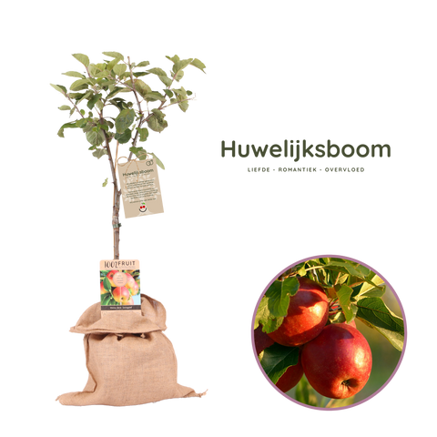 Huwelijksboom, appelboom