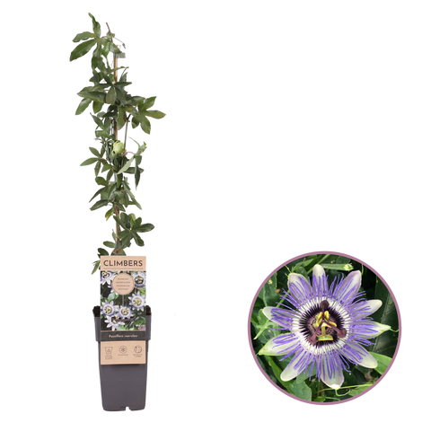 Passiebloem, Passiflora caerulea