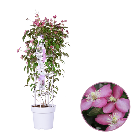 Clematis montana ‘Fincent’