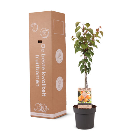 Abrikozenboom, Prunus armeniaca ‘Early Orange’