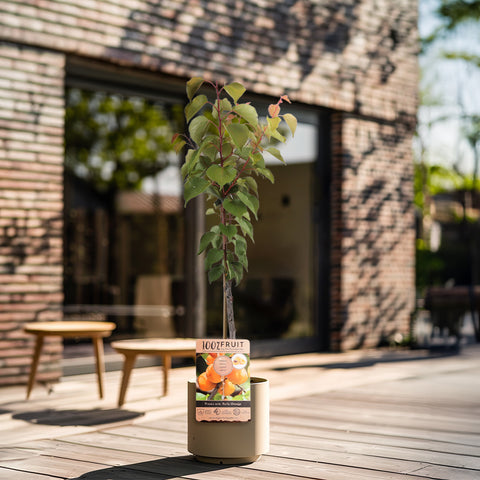 Abrikozenboom, Prunus armeniaca ‘Early Orange’