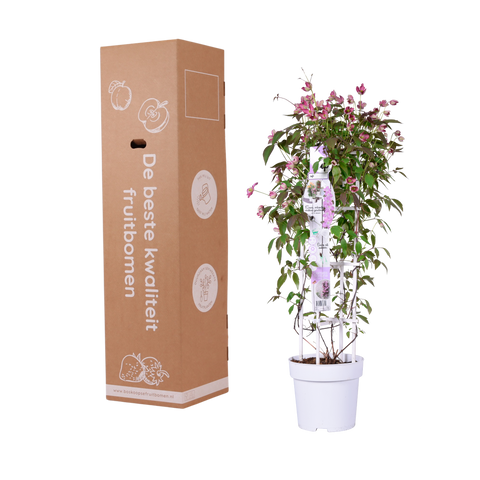 Clematis montana ‘Fincent’
