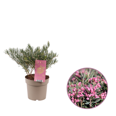 Andromeda 'Glaucophylla'