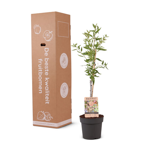 Amandelboom, Prunus dulcis