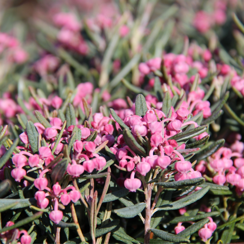 Andromeda 'Glaucophylla'