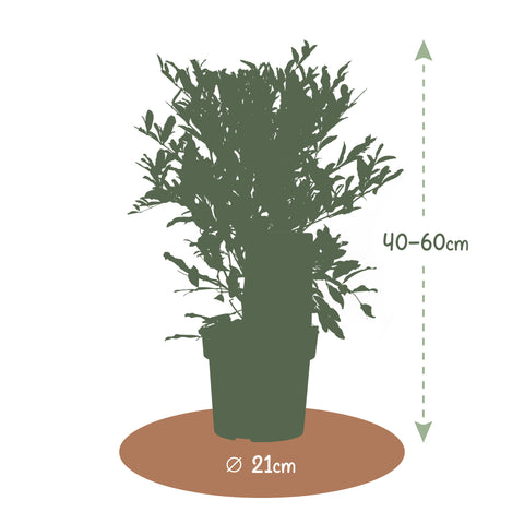 Granaatappelboom, Punica granatum ‘Early’