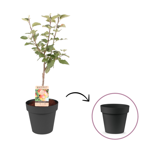 Cleo terraspot 30cm antraciet