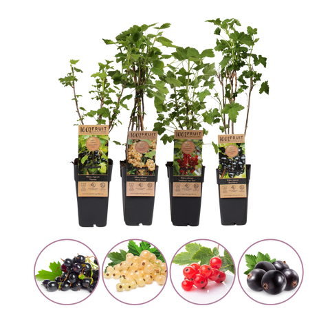 Aalbessen fruitplanten mix