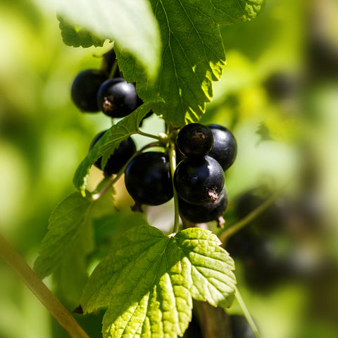 Aalbes/kruisbes fruitplanten mix
