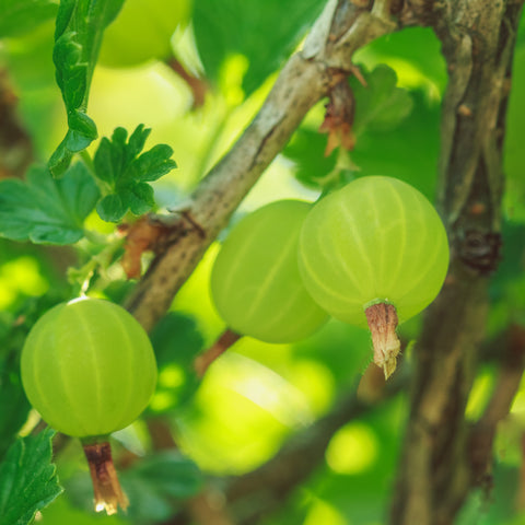 Aalbes/kruisbes fruitplanten mix