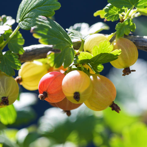 Aalbes/kruisbes fruitplanten mix