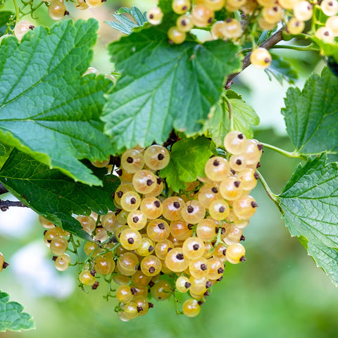 Aalbessen fruitplanten mix