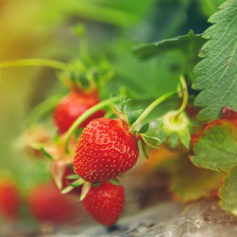 Moederdag aardbeien plantenbak