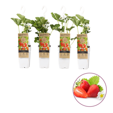 Moederdag aardbeien plantenbak