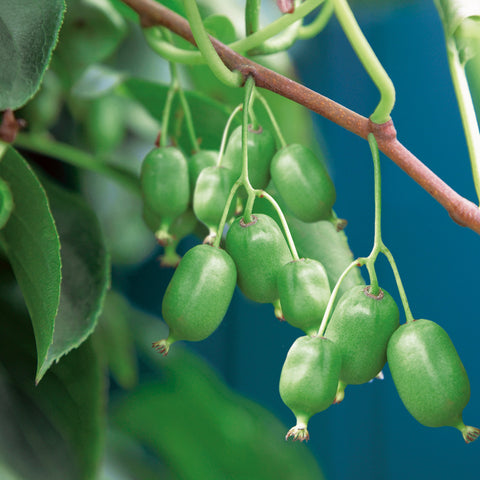 Kiwiplant, Actinidia arguta ‘Issai’