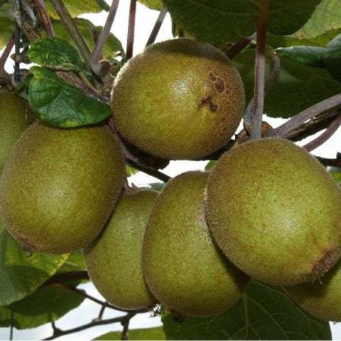 Kiwiplant, Actinidia deliciosa ‘Golden Kiwi’
