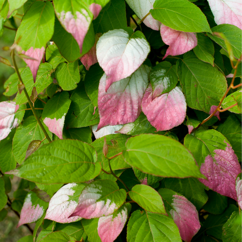 Sierkiwi, Actinidia Kolomikta