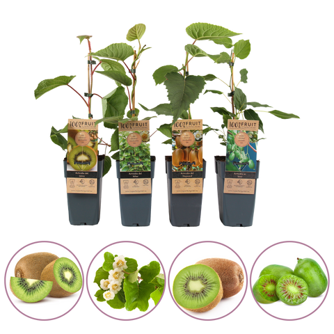 Kiwi fruitplanten mix