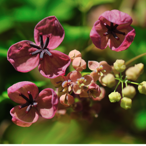 Schijnaugurk, Akebia quinata