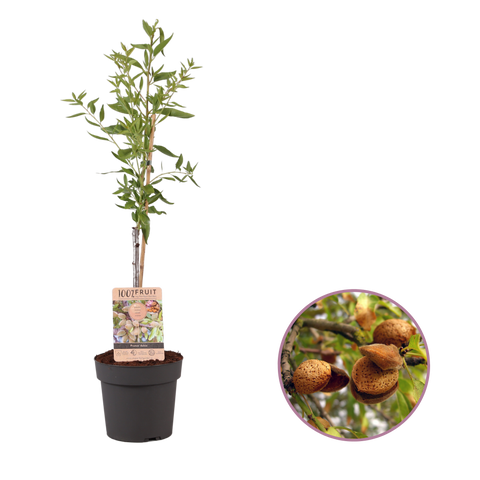 Amandelboom, Prunus dulcis
