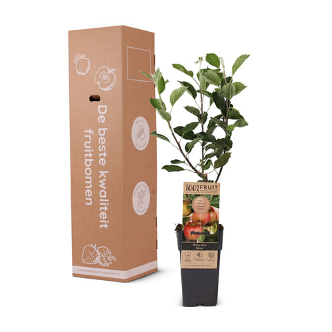 Appelboom, Malus domestica ‘Elstar’ (45 - 55 cm)