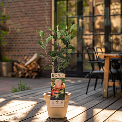 Appelboom, Malus domestica ‘Elstar’ (45 - 55 cm)