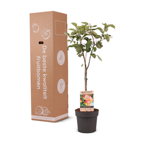 Appelboom, Malus domestica ‘Jonagold’