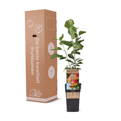 Appelboom, Malus domestica ‘Jonagold’ (45 - 55 cm)