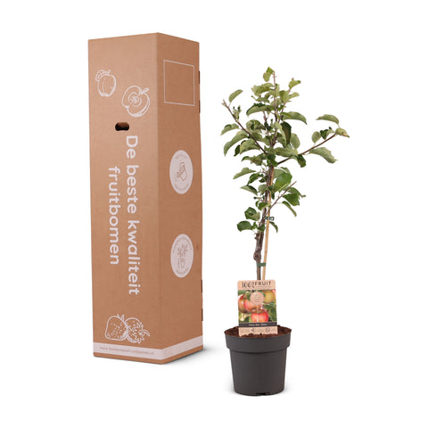 Appelboom, Malus domestica ‘Elstar’