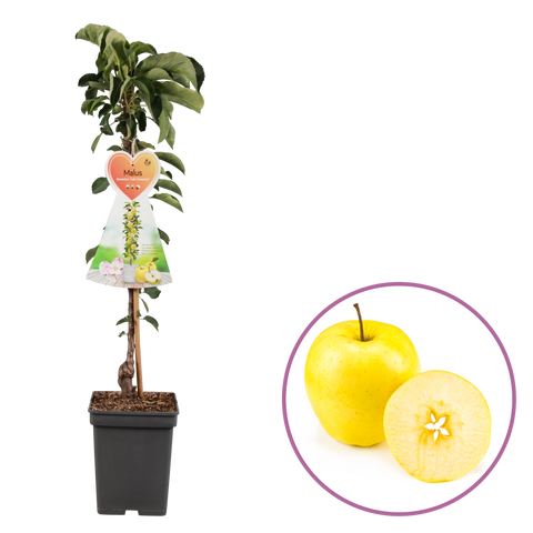 Appelboom, Malus domestica ‘Gold Sensation’