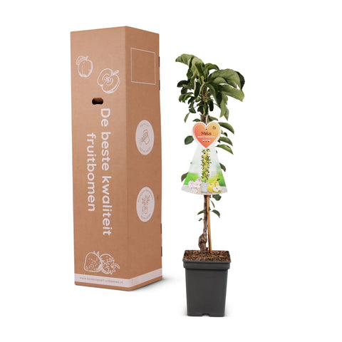 Appelboom, Malus domestica ‘Gold Sensation’