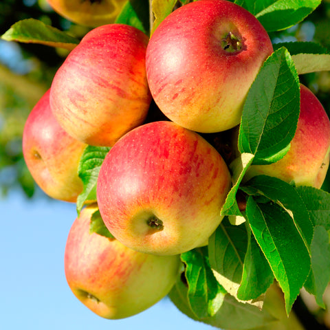 Appelboom, Malus domestica ‘Jonagold’