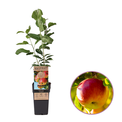 Appelboom, Malus domestica ‘Jonagold’ (45 - 55 cm)