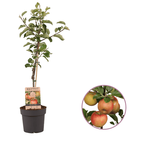 Appelboom, Malus domestica ‘Elstar’