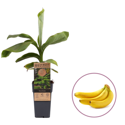 Vers geleverde jonge Musa Basjoo bananenplant in pot
