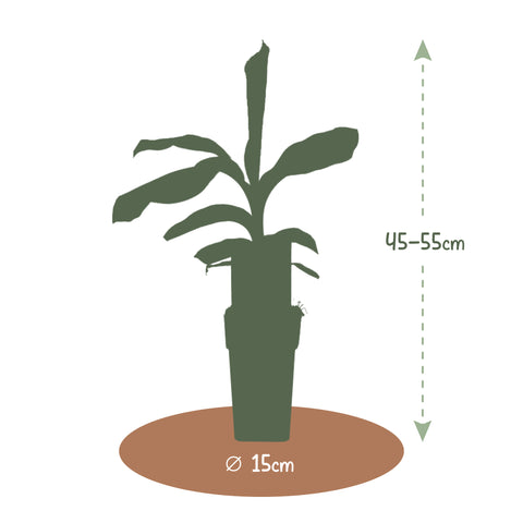 Hoogte van de bananenplant Musa Basjoo