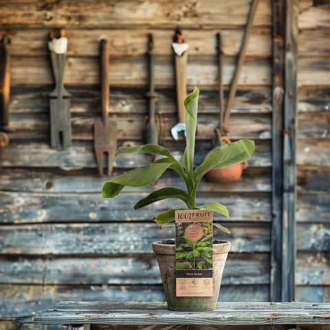 Musa Basjoo bananenplant overwinteren in een schuur