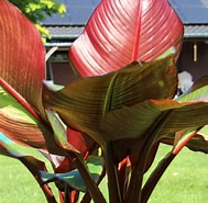 Bananenplant, Musa Maurelli