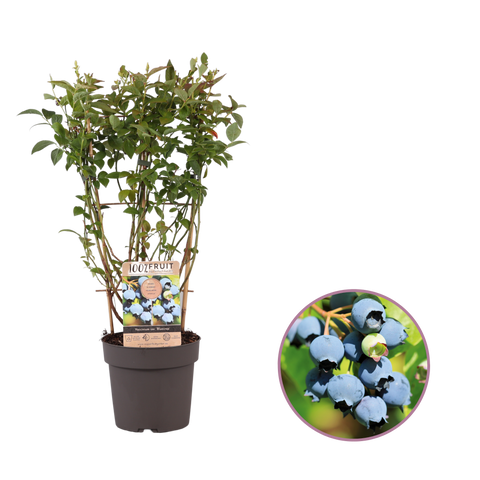 Blauwe bessenplant, Vaccinium corymbosum ‘Bluecrop’