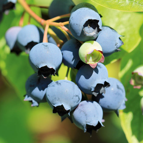 Blauwe bessenplant, Vaccinium corymbosum ‘Bluecrop’