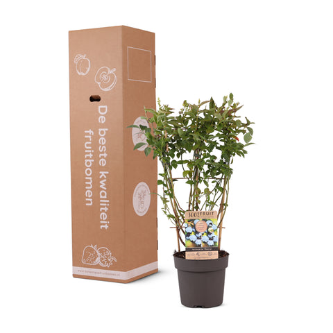 Blauwe bessenplant, Vaccinium corymbosum ‘Bluecrop’