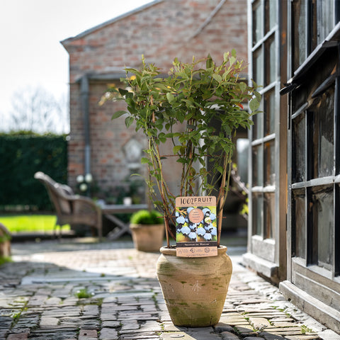 Blauwe bessenplant, Vaccinium corymbosum ‘Bluecrop’