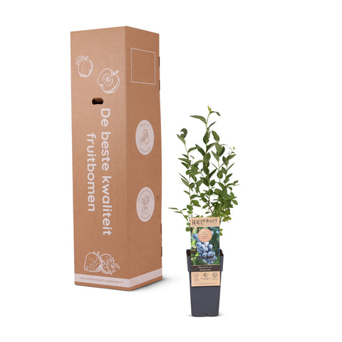 Blauwe bessenplant, Vaccinium corymbosum ‘Goldtraube’